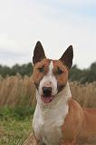 BULL TERRIER MINIATURE 038